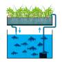 systeme-aquaponie-sans-siphon.jpg